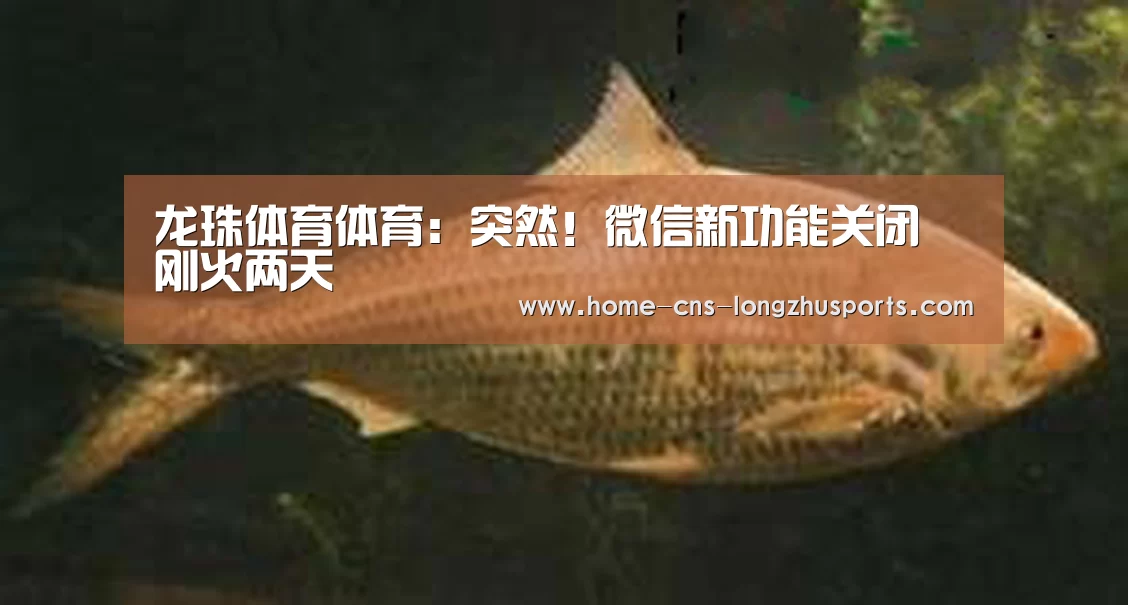 龙珠体育
